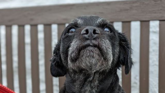 Pet Image